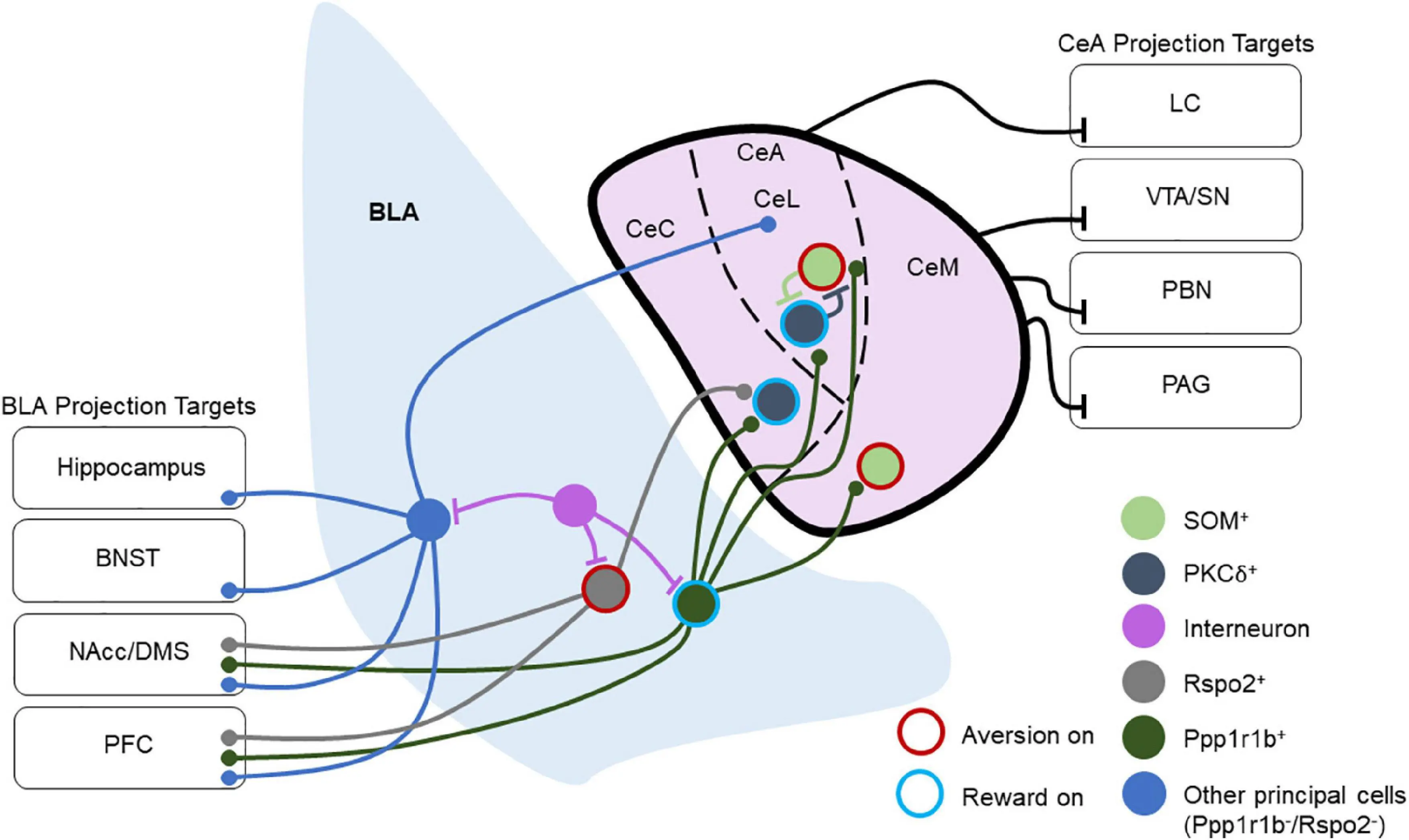 Study on the function of Dynorphin A (1-13) peptide