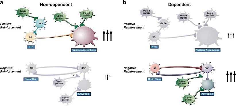 Study on Dynorphin A (1-13) peptide