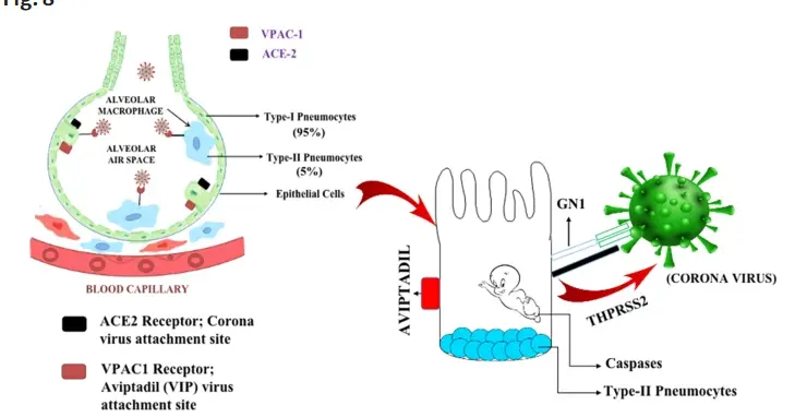 Mechanism of action of AVIPTADIL