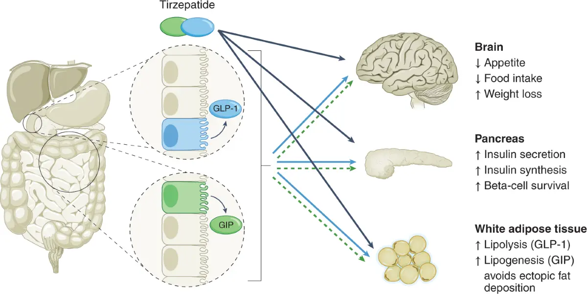  Tirzepatide 99% White Powder