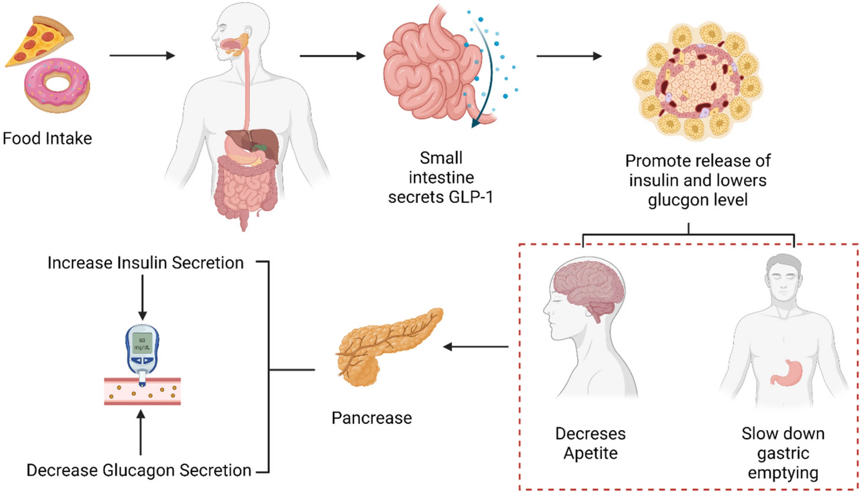 Study on Tirzepatide 99% White Powder