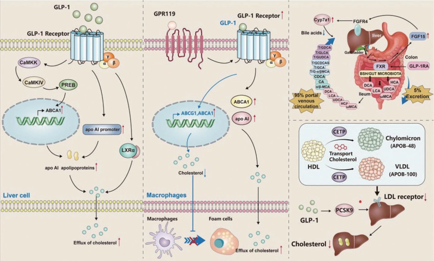 Mechanism of Tirzepatide 99% White Powder