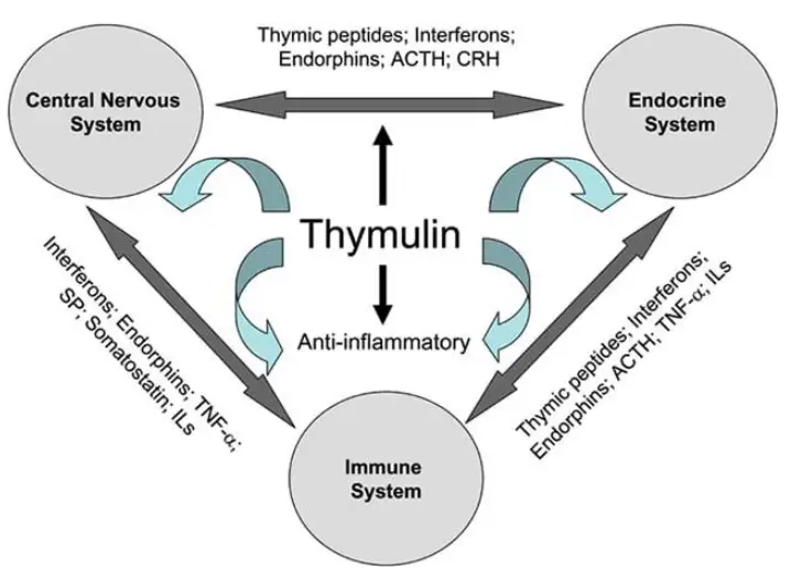 uses of Thymulin peptide uses of Thymulin peptide