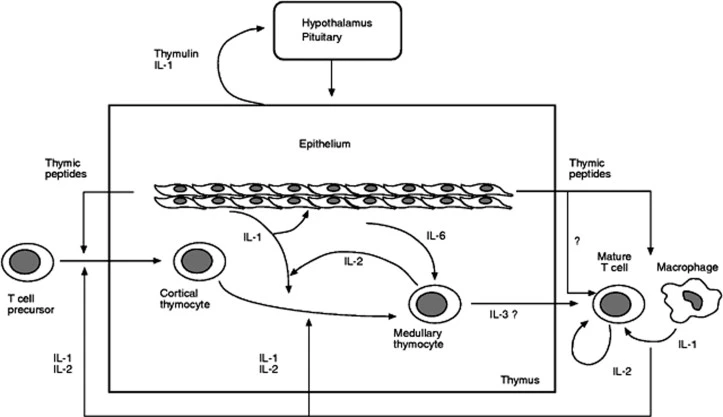 Thymulin peptide of epithelial or lymphoid origin may act on the enhancement of interleukin-dependent intra- or extrathymic differentiation of T lymphocytes. Thymulin peptide of epithelial or lymphoid origin may act on the enhancement of interleukin-dependent intra- or extrathymic differentiation of T lymphocytes.
