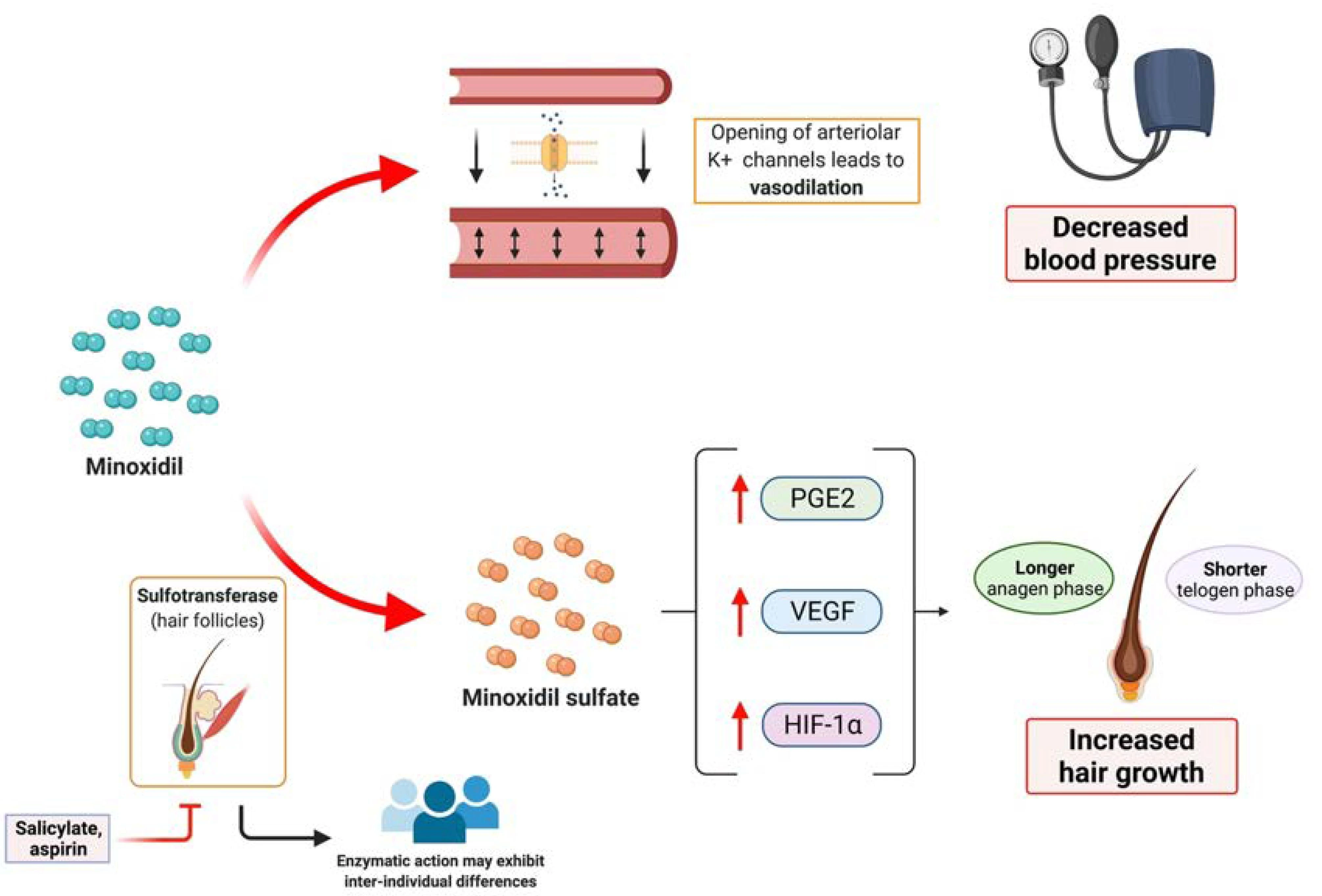 Analysis of Minoxidil Sulfate powder Analysis of Minoxidil Sulfate powder