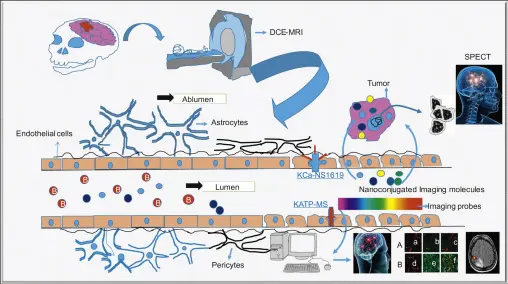 Study on Minoxidil Sulfate powder