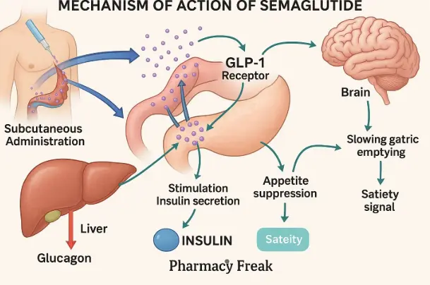 mechanism of action of semaglutide mechanism of action of semaglutide