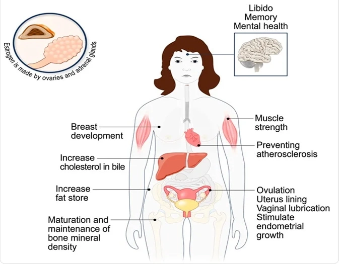Estradiol undecylate Powder Estradiol undecylate Powder