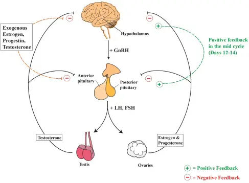 Analysis of Estradiol undecylate Powder