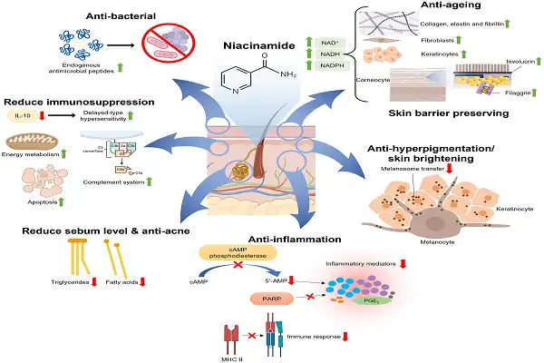4-Butylresorcinol Powder efficacy chart 4-Butylresorcinol Powder efficacy chart