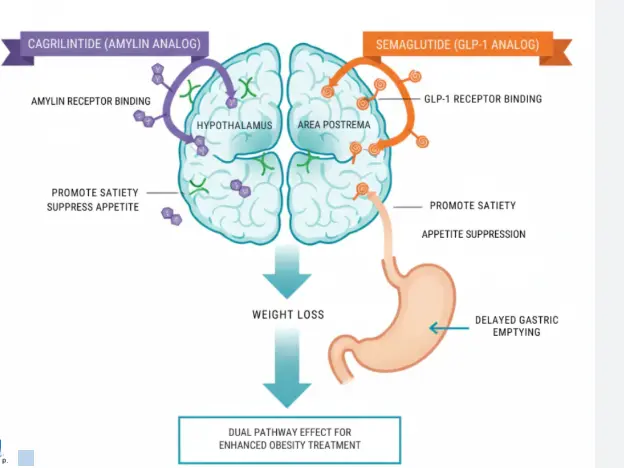 mechanism of action of Cagrilintide mechanism of action of Cagrilintide