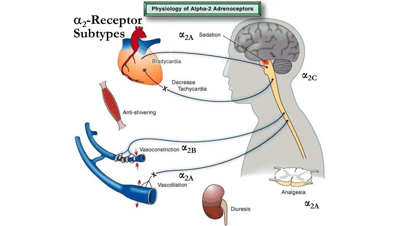 Raw powder Dexmedetomidine