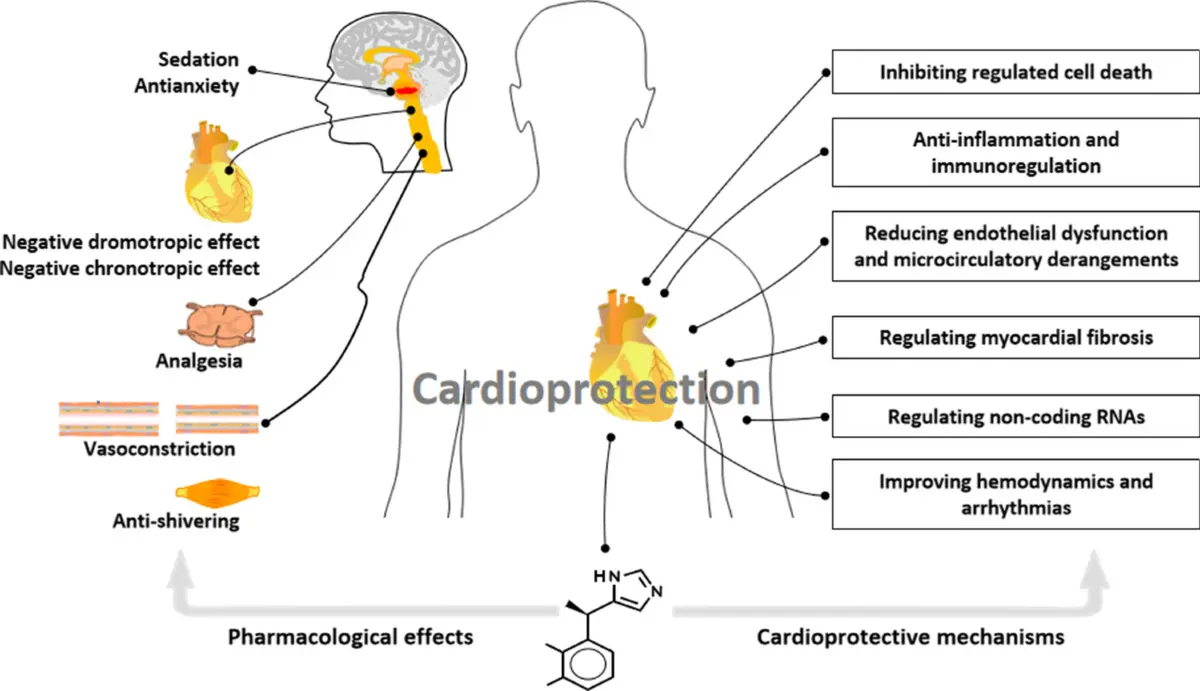 Mechanism of Raw powder Dexmedetomidine Mechanism of Raw powder Dexmedetomidine