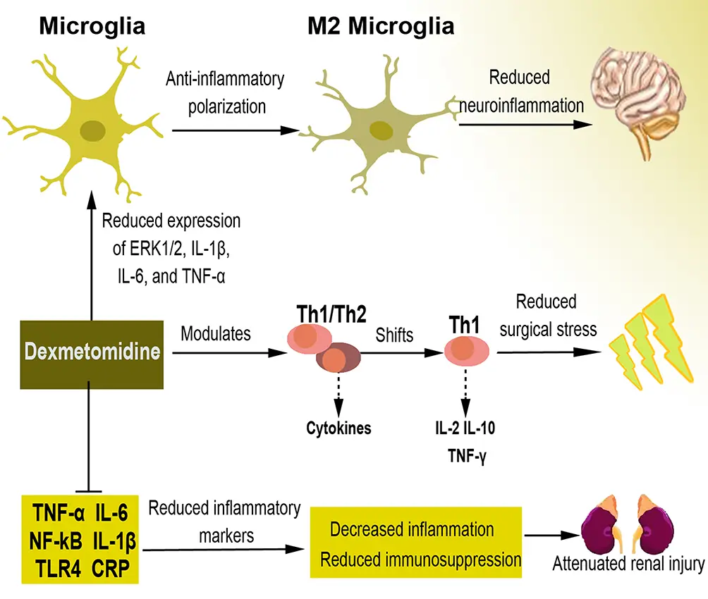 Research on Raw powder Dexmedetomidine Research on Raw powder Dexmedetomidine