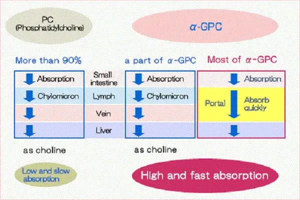Alpha Gpc 50 Powder efficacy chart