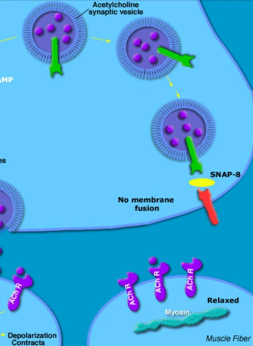 mechanism of action of snap-8 mechanism of action of snap-8