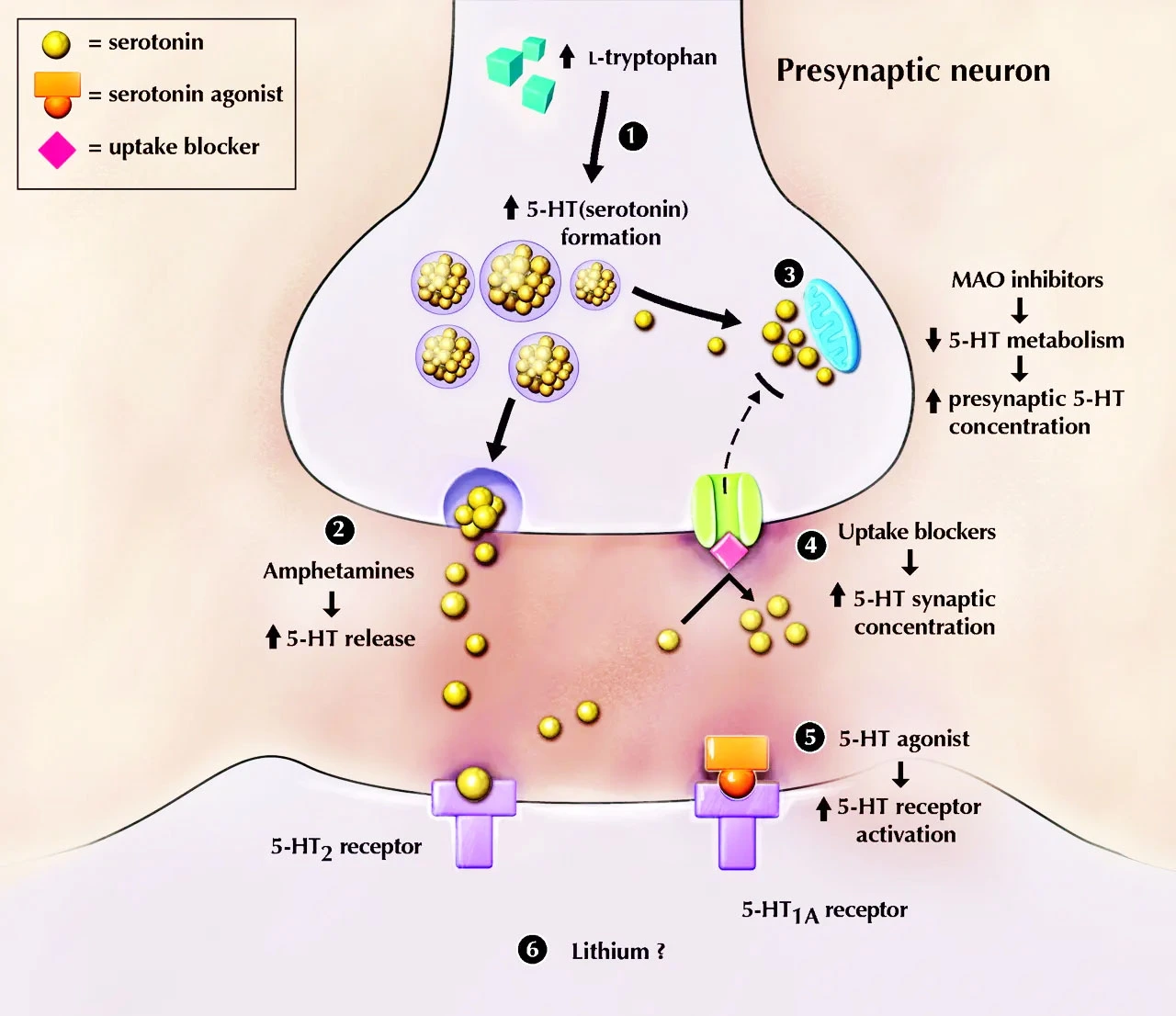 Study on Trazodone hcl API powder