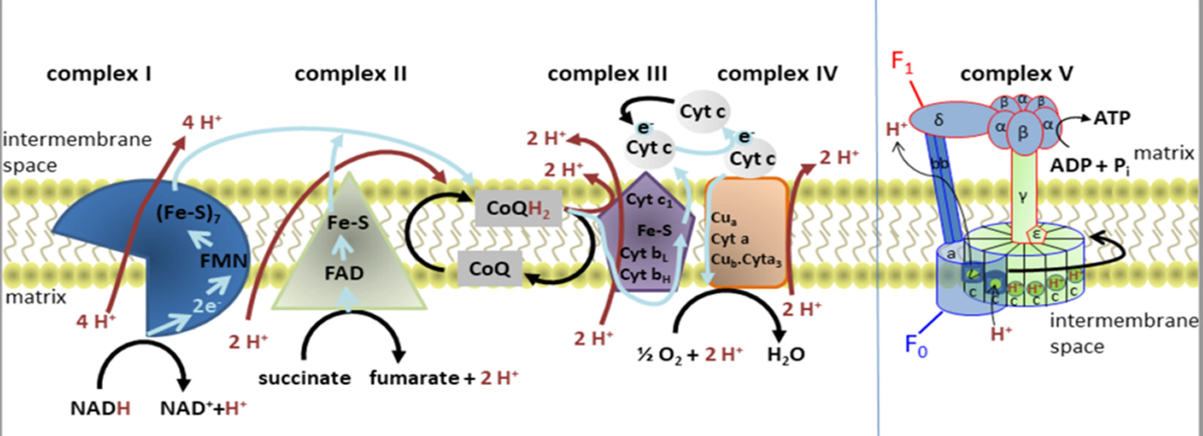 Analysis of Trazodone hcl API powder
