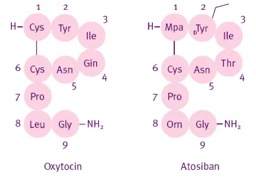 peptide structures of oxytocin and atosiban
