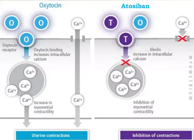 mechanism of action of Atosiban acetate mechanism of action of Atosiban acetate