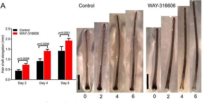 The efficacy of WAY 316606 The efficacy of WAY 316606