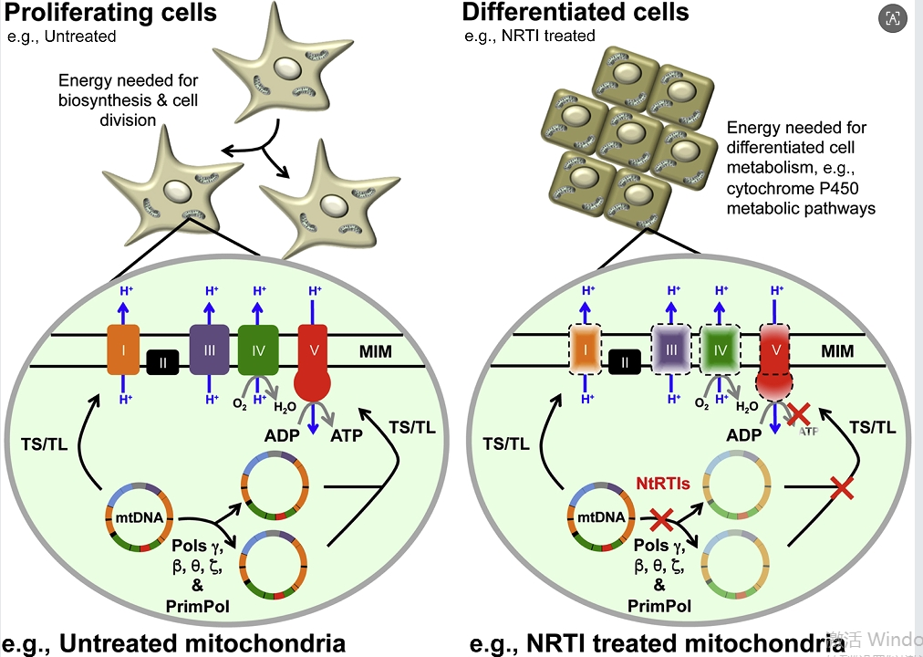 Mechanism of action of Dideoxyinosine