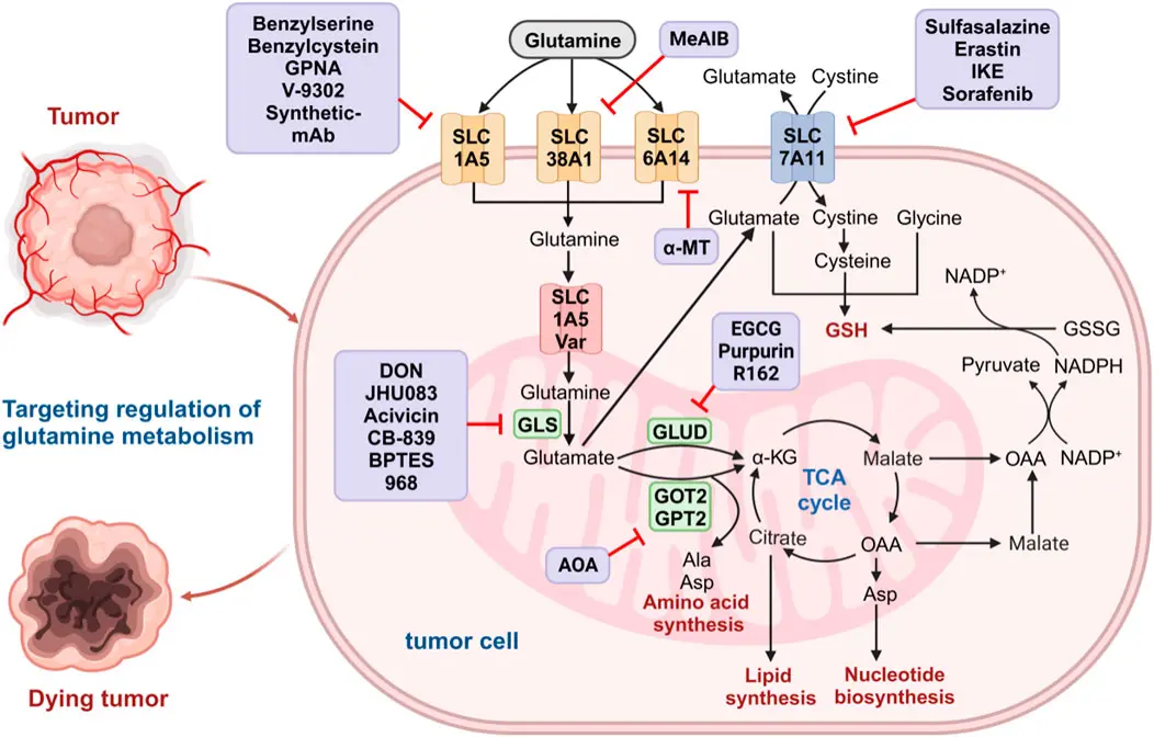 Study on 99% Purity 6-Diazo-5-OXO-L-NOR Leucine