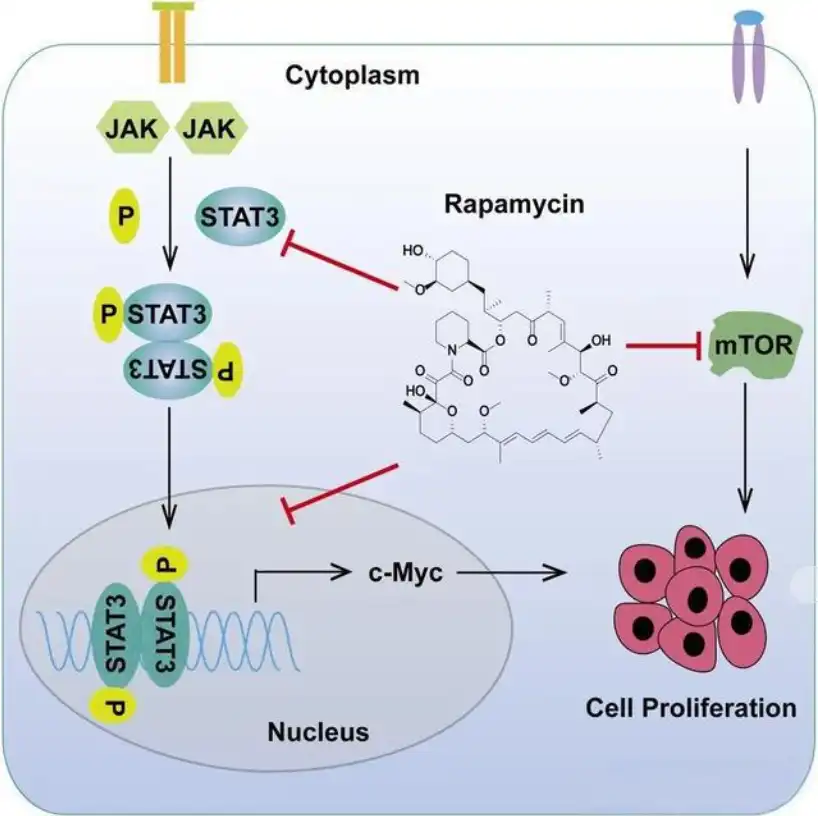 Can Rapamycin Resist Aging?