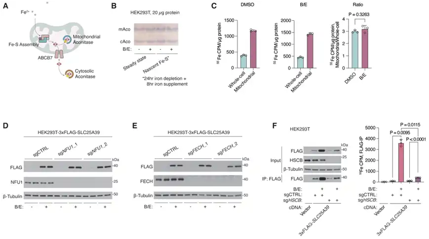 What is the mechanism by which antioxidant glutathione maintains mitochondrial health? What is the mechanism by which antioxidant glutathione maintains mitochondrial health?