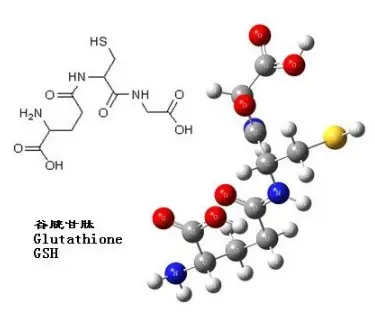 What is the mechanism by which antioxidant glutathione maintains mitochondrial health?1