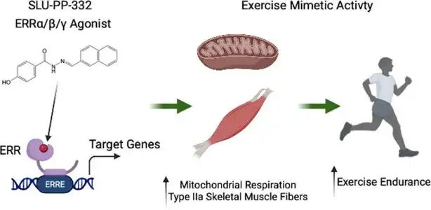 SLU-PP-332 SLU-PP-332
