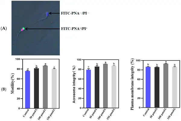 Pqq Powder Pqq Powder