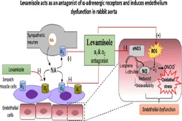 Levamisole Hcl Powder Levamisole Hcl Powder
