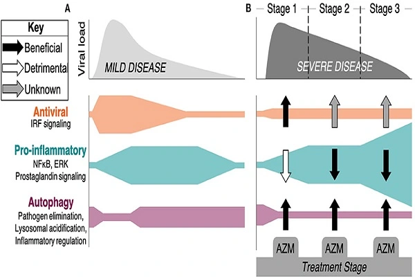 Azithromycin Powder Azithromycin Powder