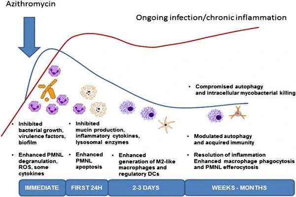 Azithromycin Powder Efficacy Chart Azithromycin Powder Efficacy Chart