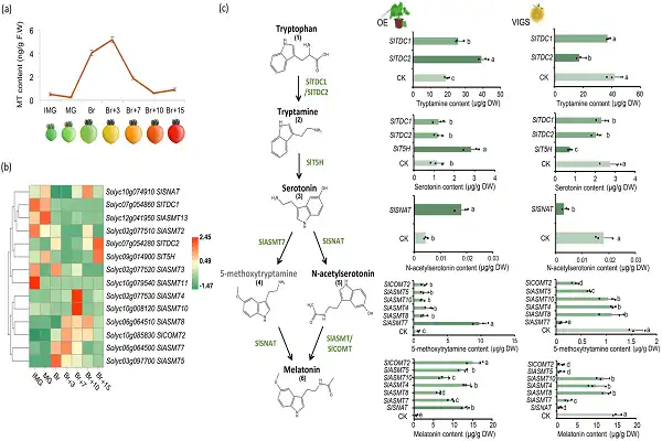 Melatonin Raw Powder Effect Chart Melatonin Raw Powder Effect Chart