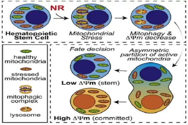 Nicotinamide Riboside Chloride Powder Effect Chart