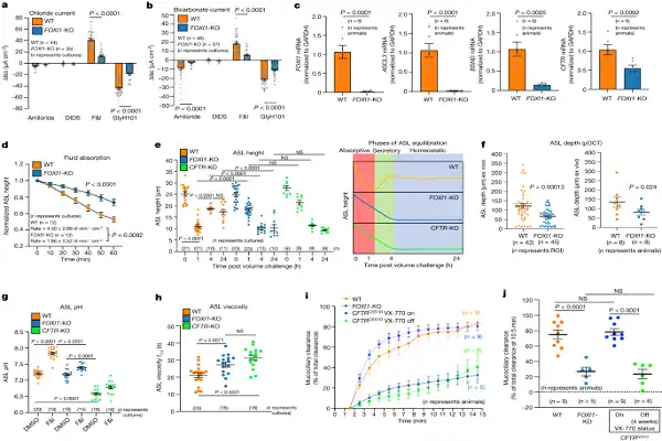 Forskolin Powder Effect Chart Forskolin Powder Effect Chart