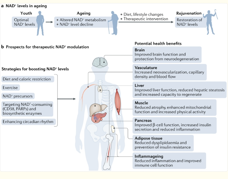 Nicotinamide adenine dinucleotide Nicotinamide adenine dinucleotide
