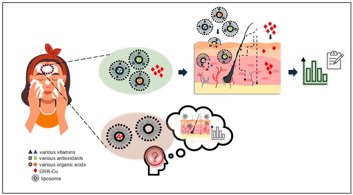 Skin permeability of copper tripeptide powder encapsulated by modern anti-aging liposomes Skin permeability of copper tripeptide powder encapsulated by modern anti-aging liposomes
