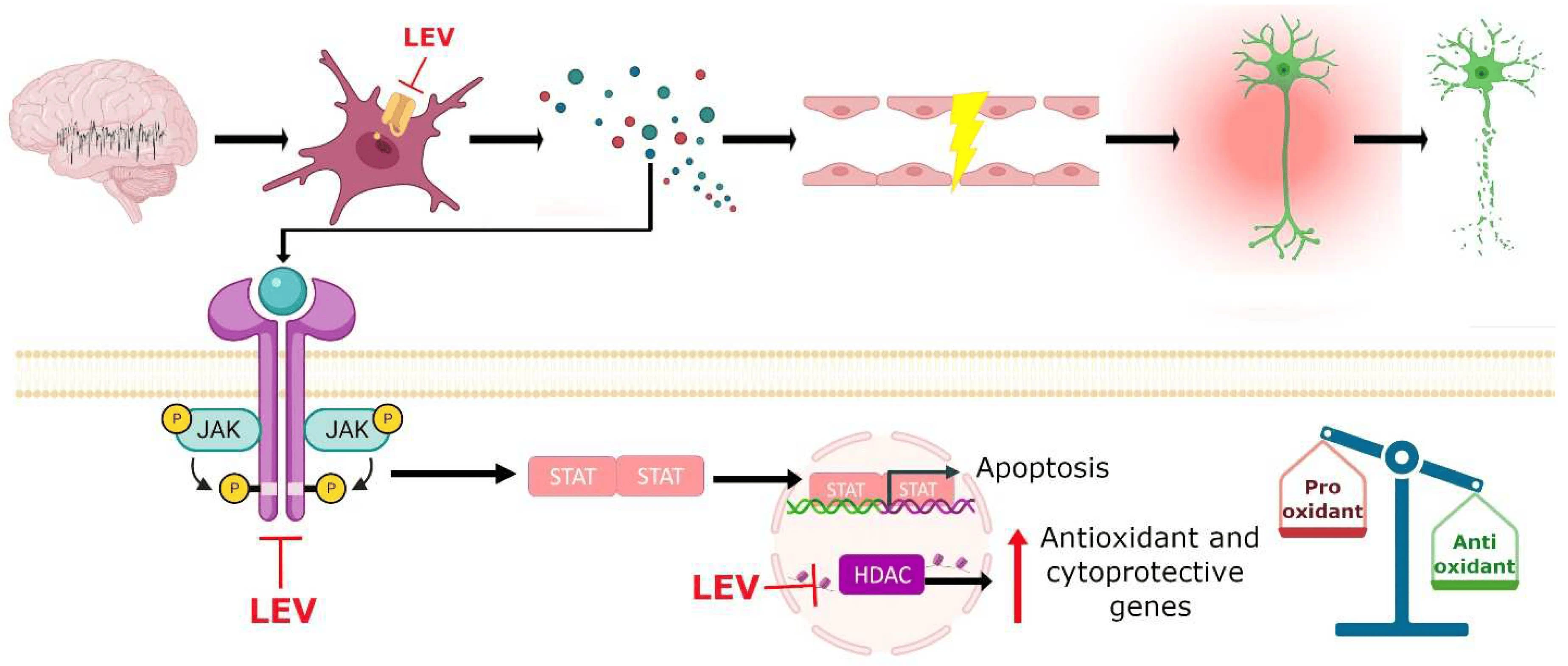 The efficacy of Levetiracetam API powder 