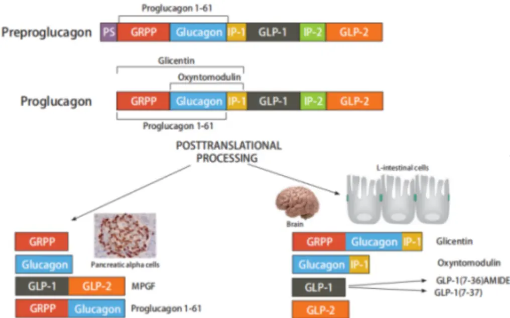 The guardian of blood glucose balance: Glucagon Bodybuilding powder The guardian of blood glucose balance: Glucagon Bodybuilding powder