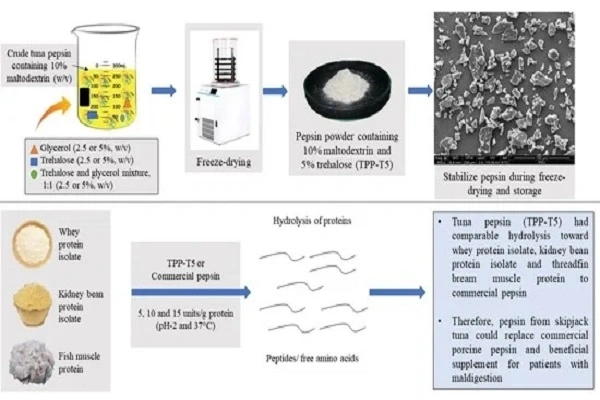 Pepsin Enzyme Powder Pepsin Enzyme Powder