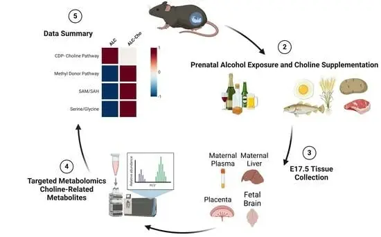 Choline CDP Powder Choline CDP Powder