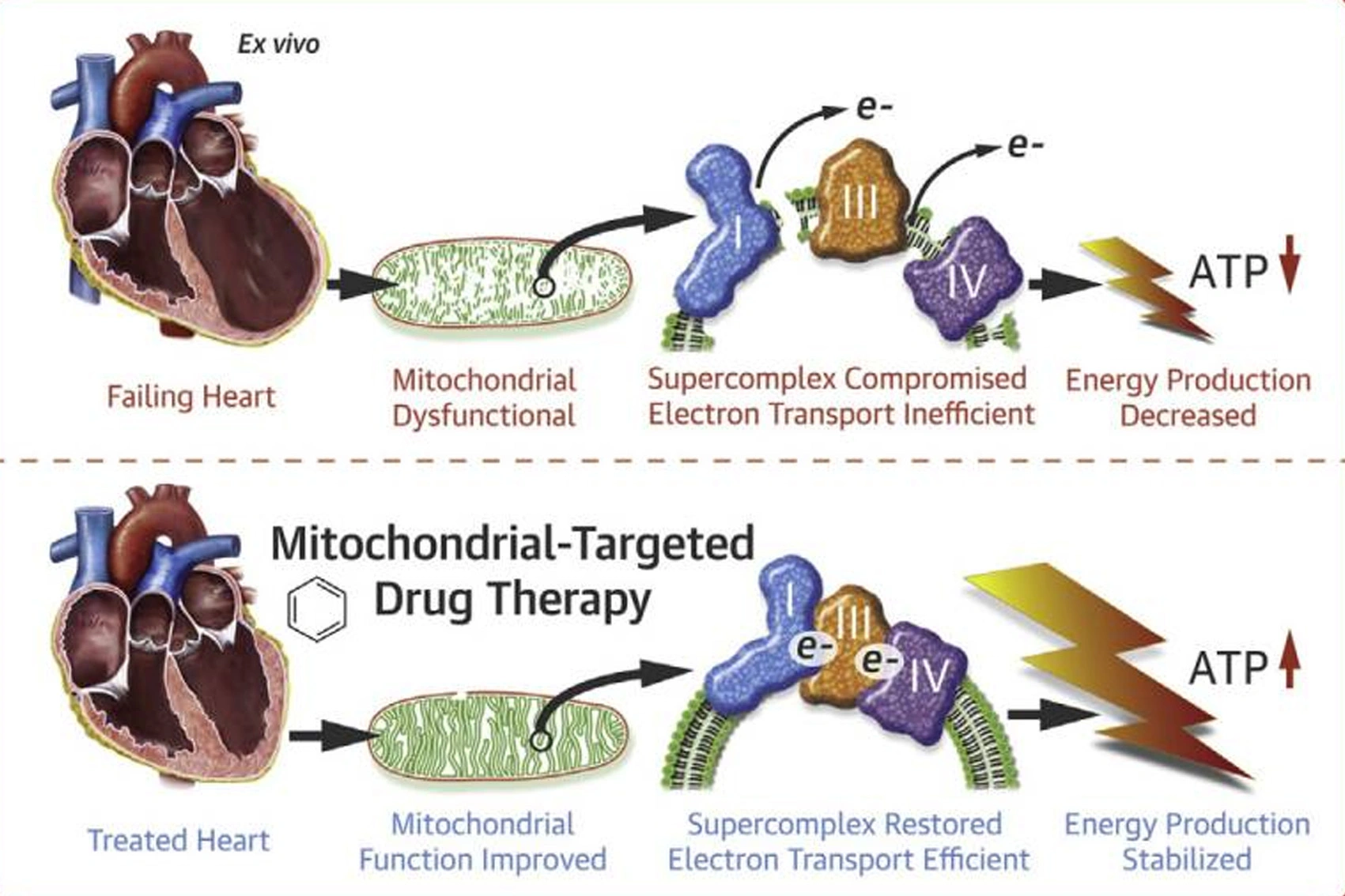 Study on the function of ss 31 peptide Study on the function of ss 31 peptide