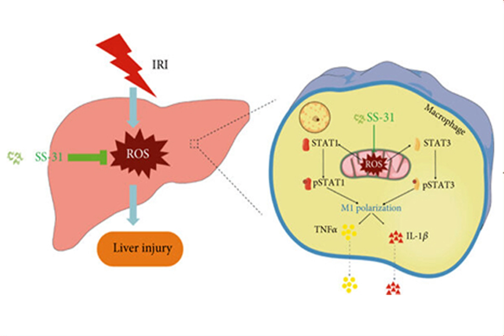ss 31 peptide powder ss 31 peptide powder