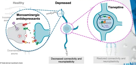 tianeptine’s effect on neuroplasticity