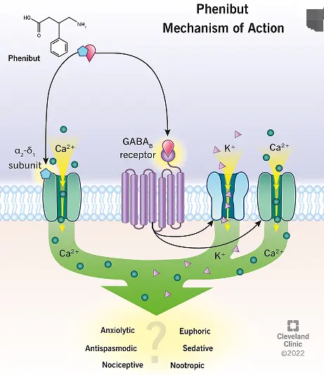 mechanism of api phenibut hcl mechanism of api phenibut hcl