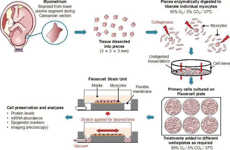 Carbetocin powder is helpful for long-term uterine contraction. Carbetocin powder is helpful for long-term uterine contraction.