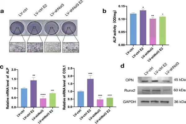Estriol Powder Estriol Powder